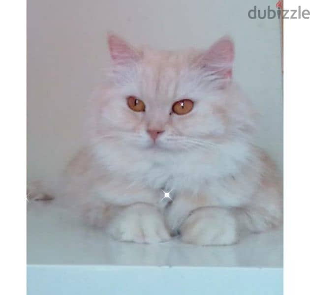 Pure Persian Female Cat Age 1.5 Year Very Cute Cal whatsap 79146789 0