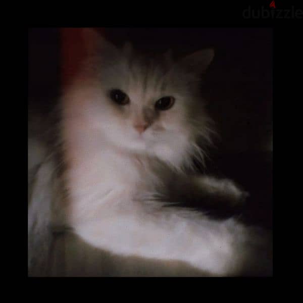 Pure Persian Female Cat Age 1.5 Year Very Cute Cal whatsap 79146789 1