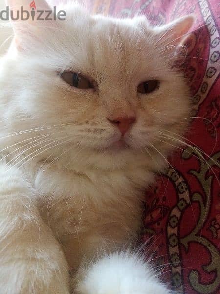 Pure Persian Female Cat Age 1.5 Year Very Cute Cal whatsap 79146789 2
