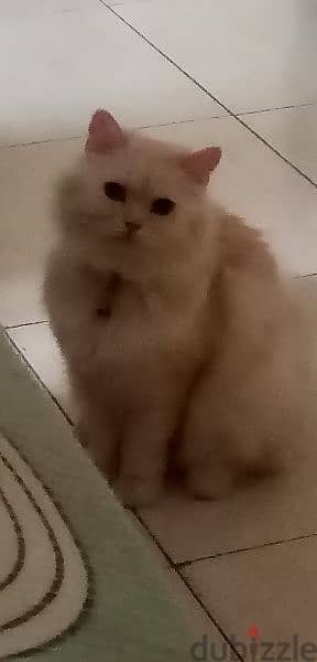 Pure Persian Female Cat Age 1.5 Year Very Cute Cal whatsap 79146789 3