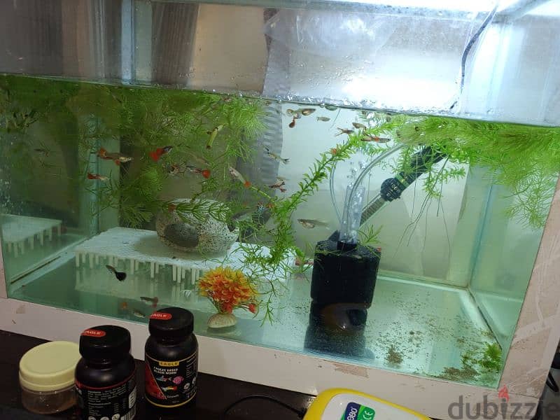 guppy fish available home breeding guppy pair available 0