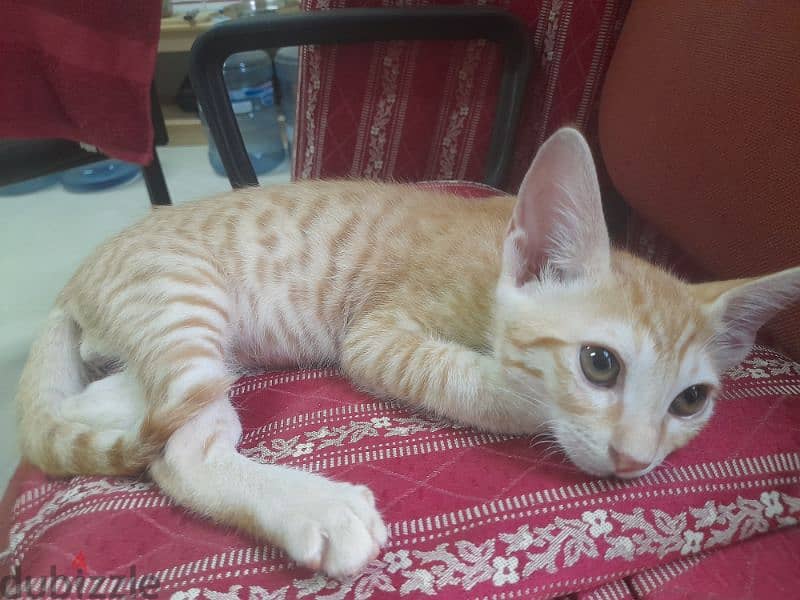 Very Active Cute Kitten for Adoption 1