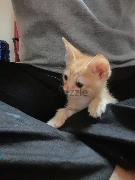 Very Active Cute Kitten for Adoption 2
