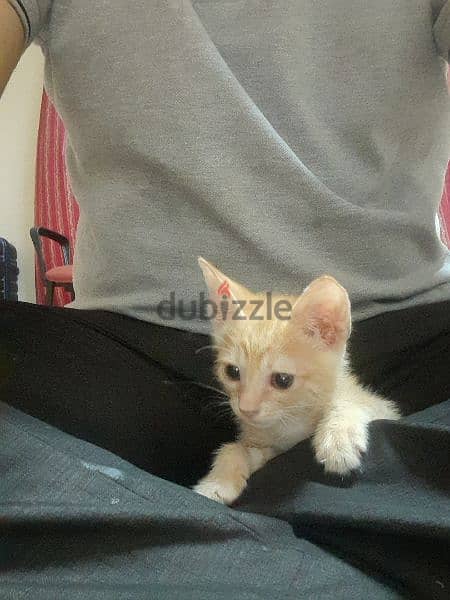 Very Active Cute Kitten for Adoption 3