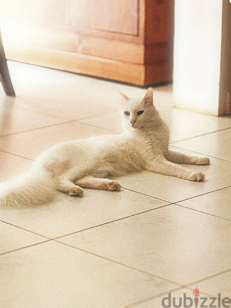 Turkish Angora Cat (male) 0