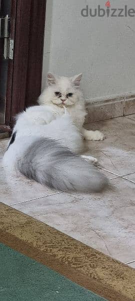female beautiful white turkish cat  ready for mating 0