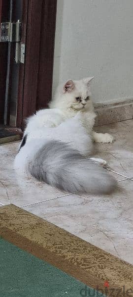 female beautiful white turkish cat  ready for mating 1