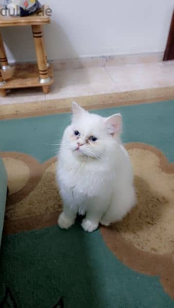female beautiful white turkish cat  ready for mating 2