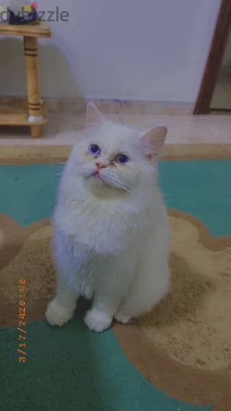 female beautiful white turkish cat  ready for mating 4