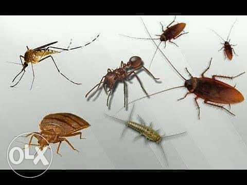 pest control & Cleaning services (خدمات مكافحة الحشرات والتنظيف) 0