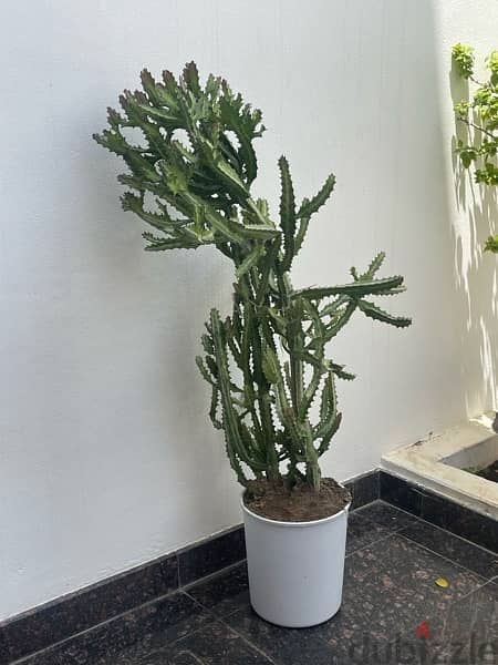 Large Cactus Plant 0