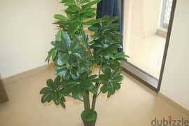 Home plants for decorating home