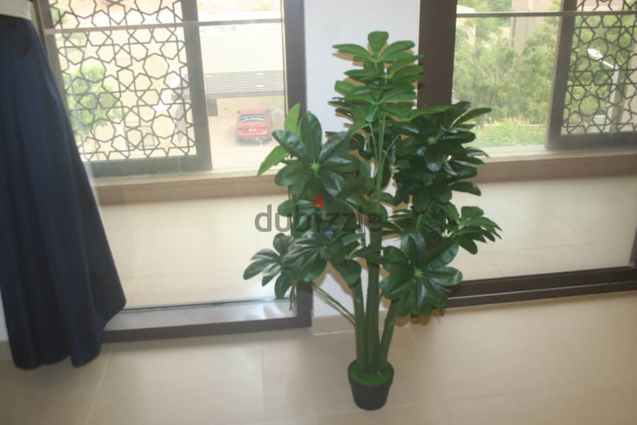 Home plants for decorating home 3