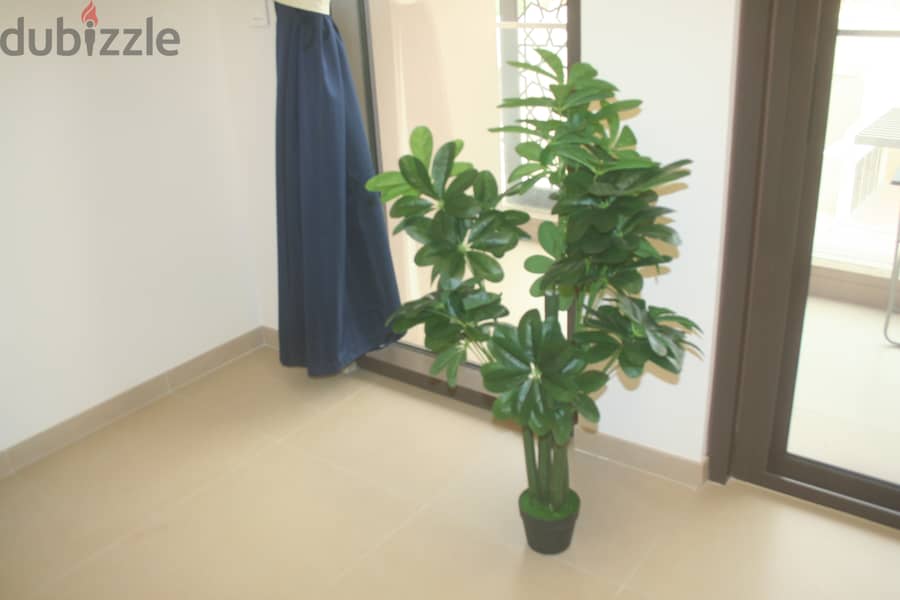 Home plants for decorating home 6