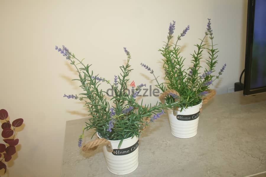 Home plants for decorating home 8