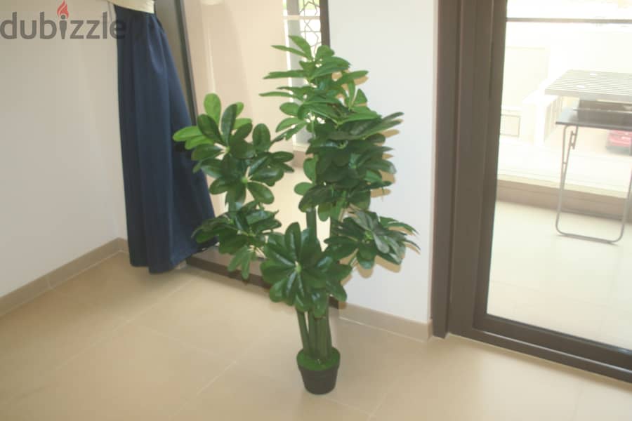 Home plants for decorating home 9
