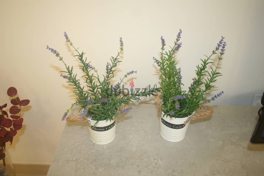Home plants for decorating home 11
