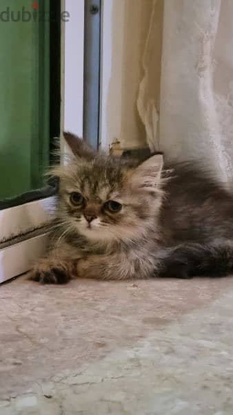 turkish female kitten / قطه تركيه 0