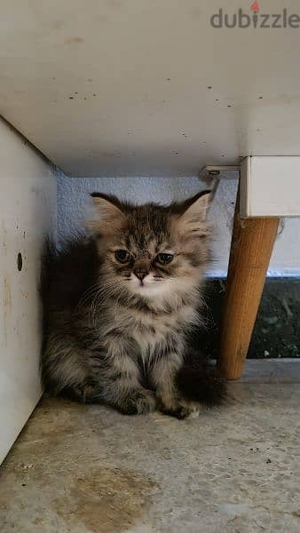 turkish female kitten / قطه تركيه 1