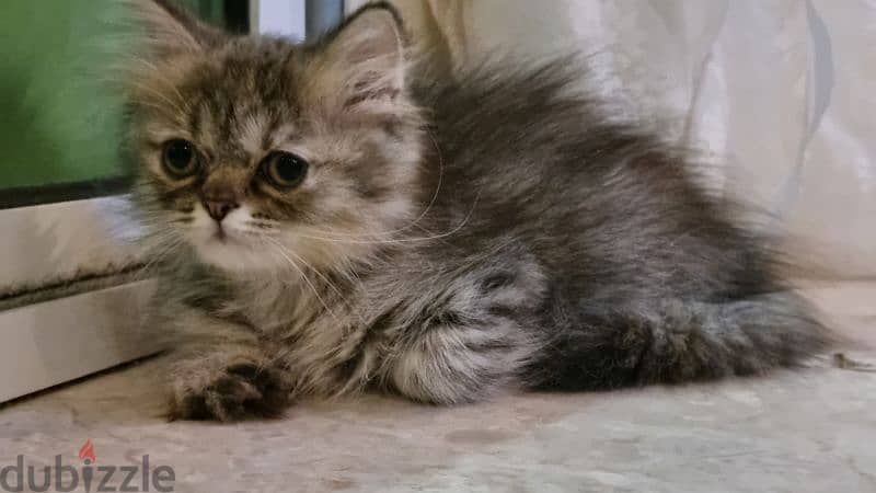 turkish female kitten / قطه تركيه 4