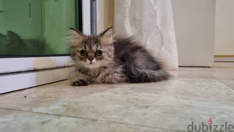 turkish female kitten / قطه تركيه 6