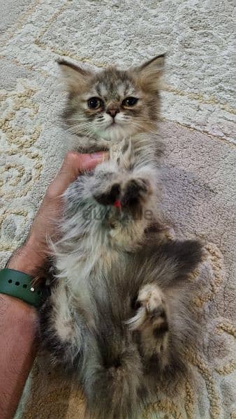 turkish female kitten / قطه تركيه 7
