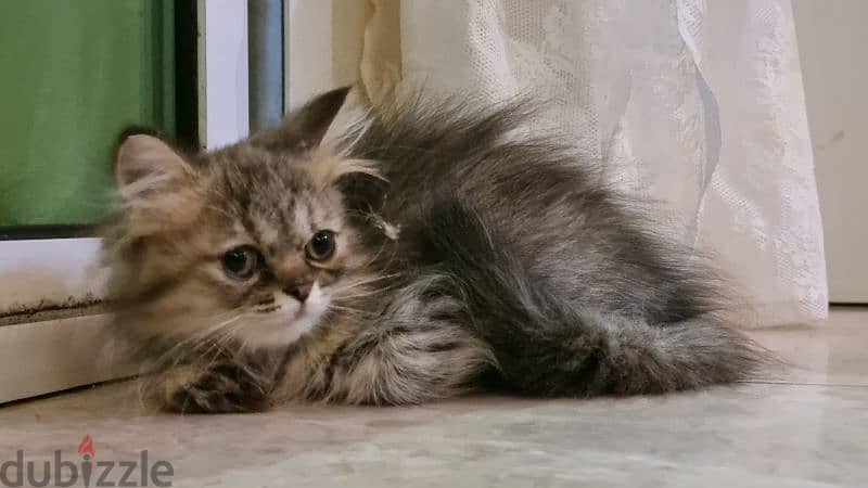 turkish female kitten / قطه تركيه 8