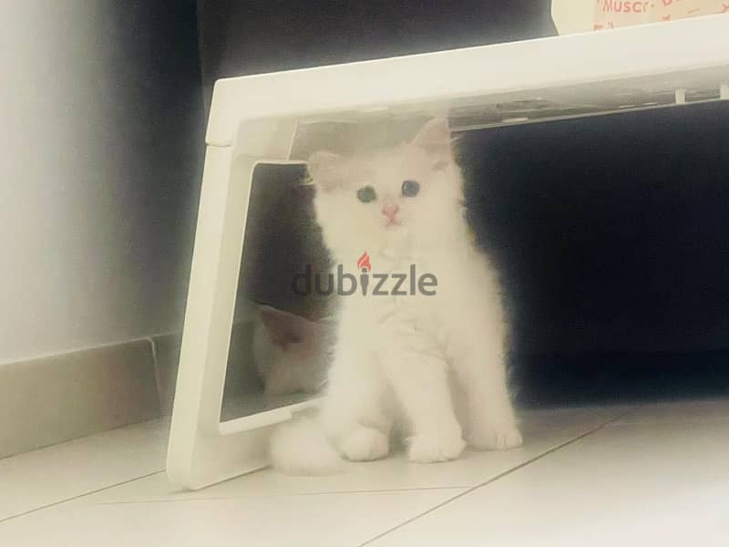 Cute, Adorable 2 Months Old Persian Kitten 1
