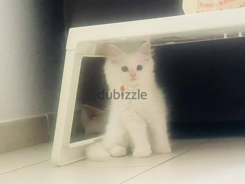 Cute, Adorable 2 Months Old Persian Kitten 3