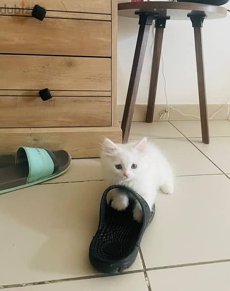 Cute, Adorable 2 Months Old Persian Kitten 4