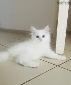 Cute, Adorable 2 Months Old Persian Kitten