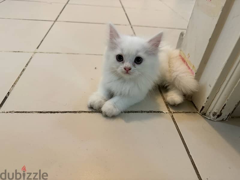 Cute, Adorable 2 Months Old Persian Kitten 2