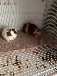 2 guineapig for sale