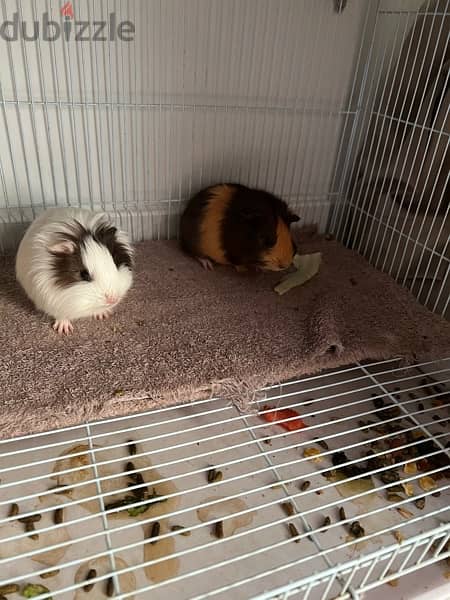 2 guineapig for sale 0