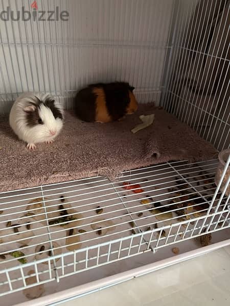 2 guineapig for sale 1