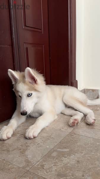 husky for sale 4 and a half months old 2