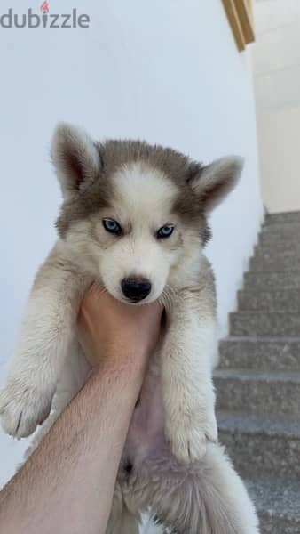 husky for sale 4 and a half months old 3