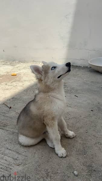 husky for sale 4 and a half months old 6