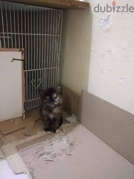 البيع قطط شيرازي عمر ٢ شهر أنثى 1