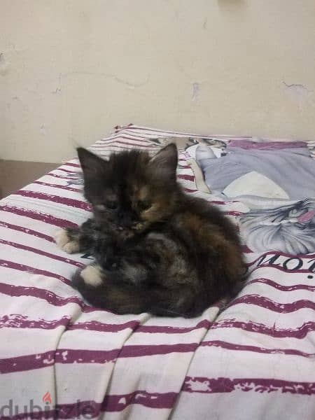 البيع قطط شيرازي عمر ٢ شهر أنثى 3