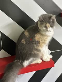 Shirazi American  female cat شيرازية أمريكية انثى  حامل 0