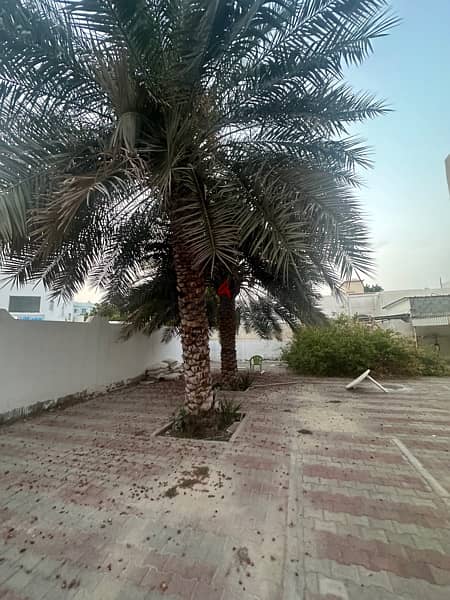 Date trees for sale 2