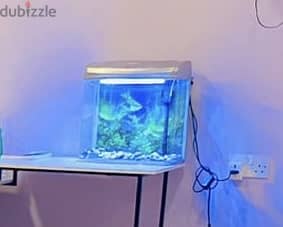 Fish tank with motor in great condition 3