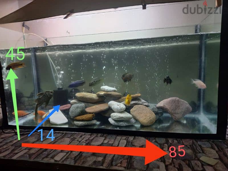 Aquarium Tank for sale 8