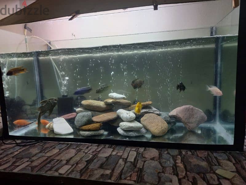 Aquarium Tank for sale 9