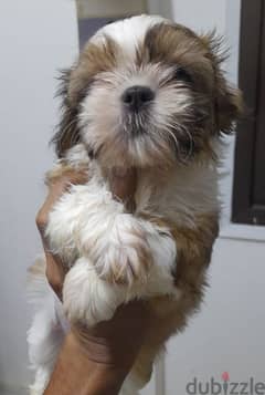 Shihtzu Male puppy