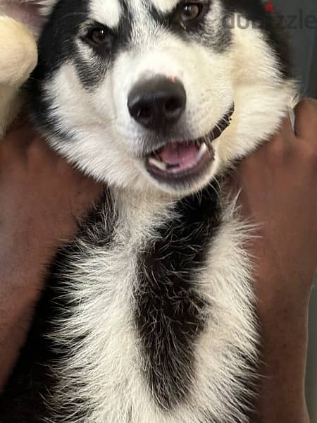 Urgent sale !! husky puppy for sale 2