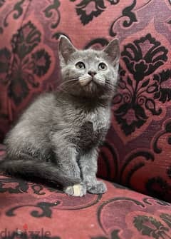 British short hair female kitten