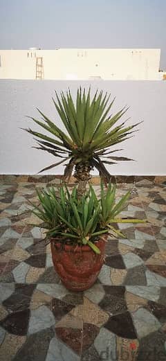 Heat resistent plant  pot 0