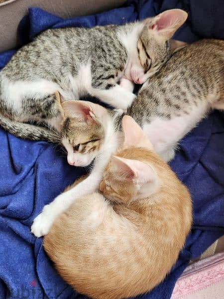 Free Cute Kittens 6